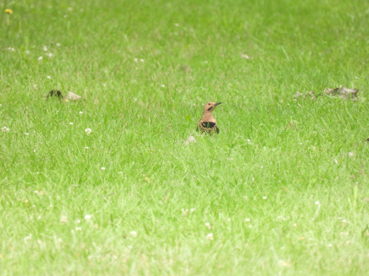 Northern Flicker - ML592617431