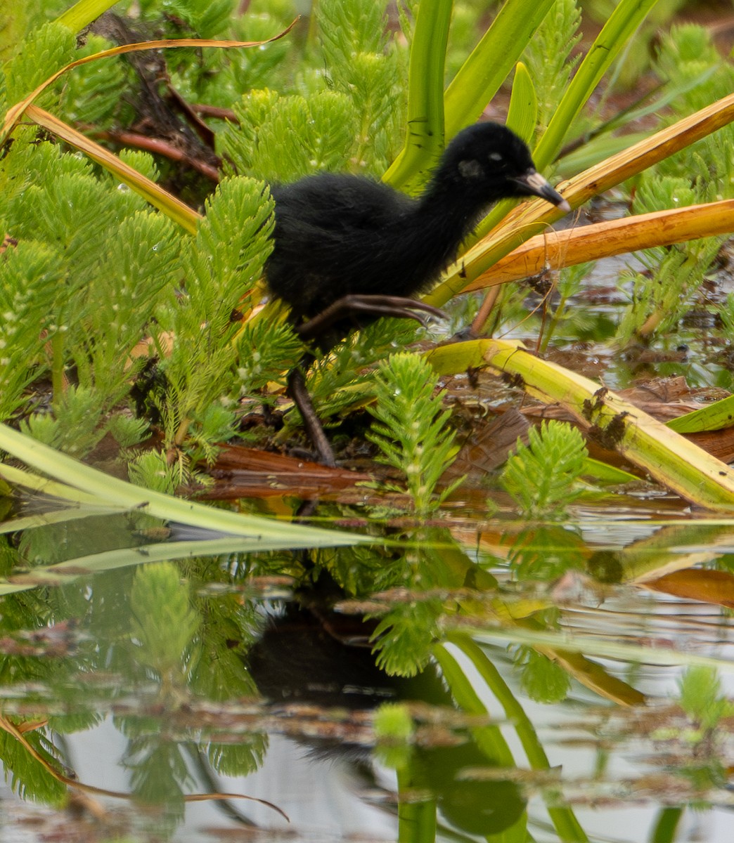 コオニクイナ - ML592617871