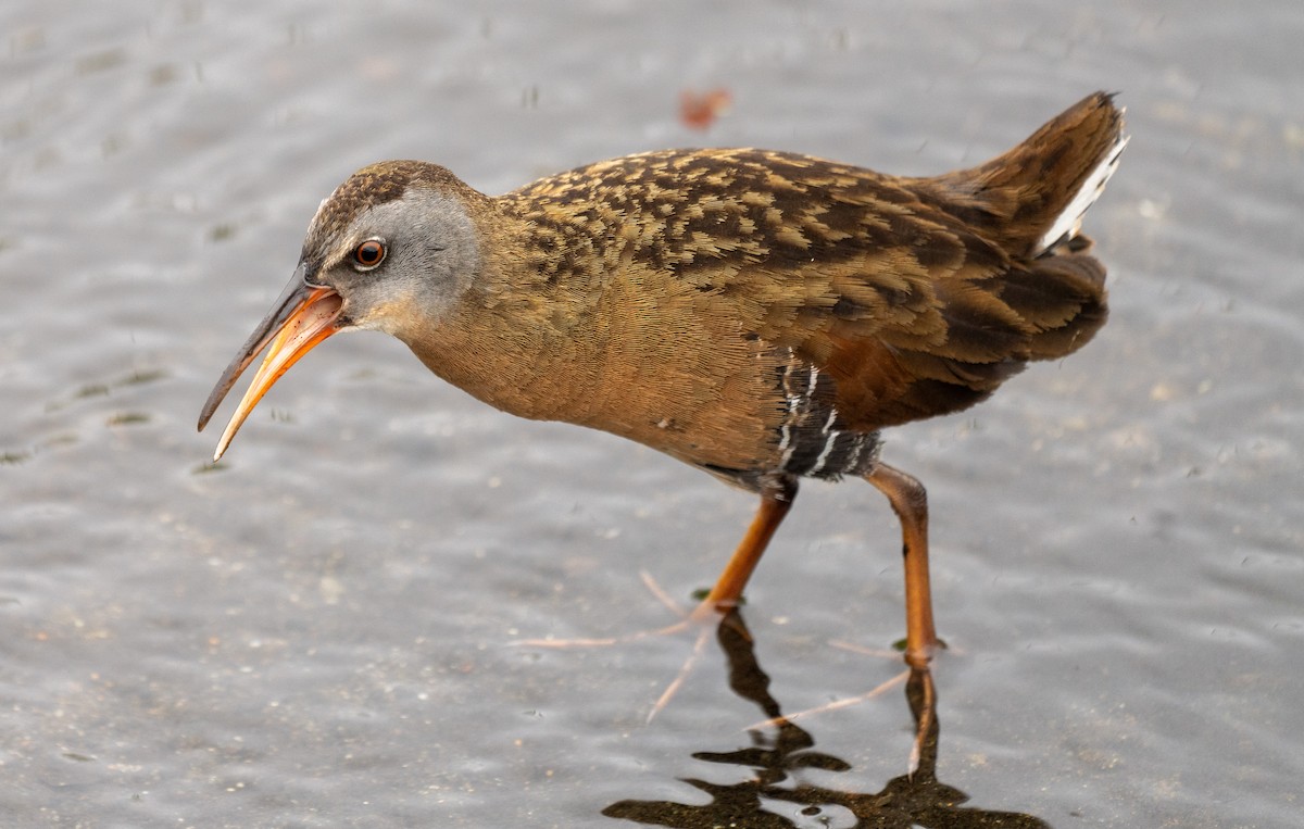 コオニクイナ - ML592617881