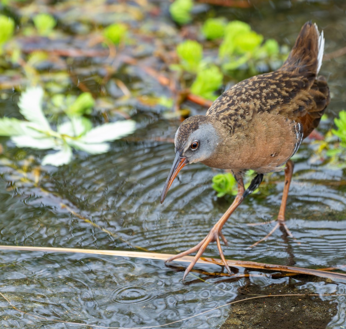 Virginia Rail - ML592617891