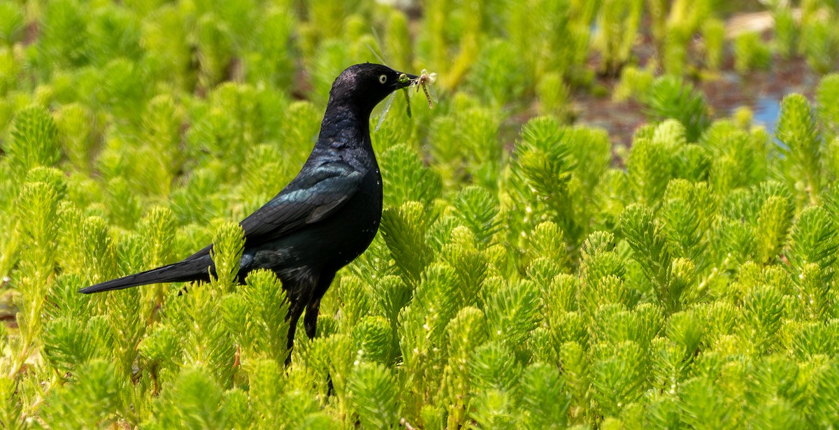 Brewer's Blackbird - ML592617911