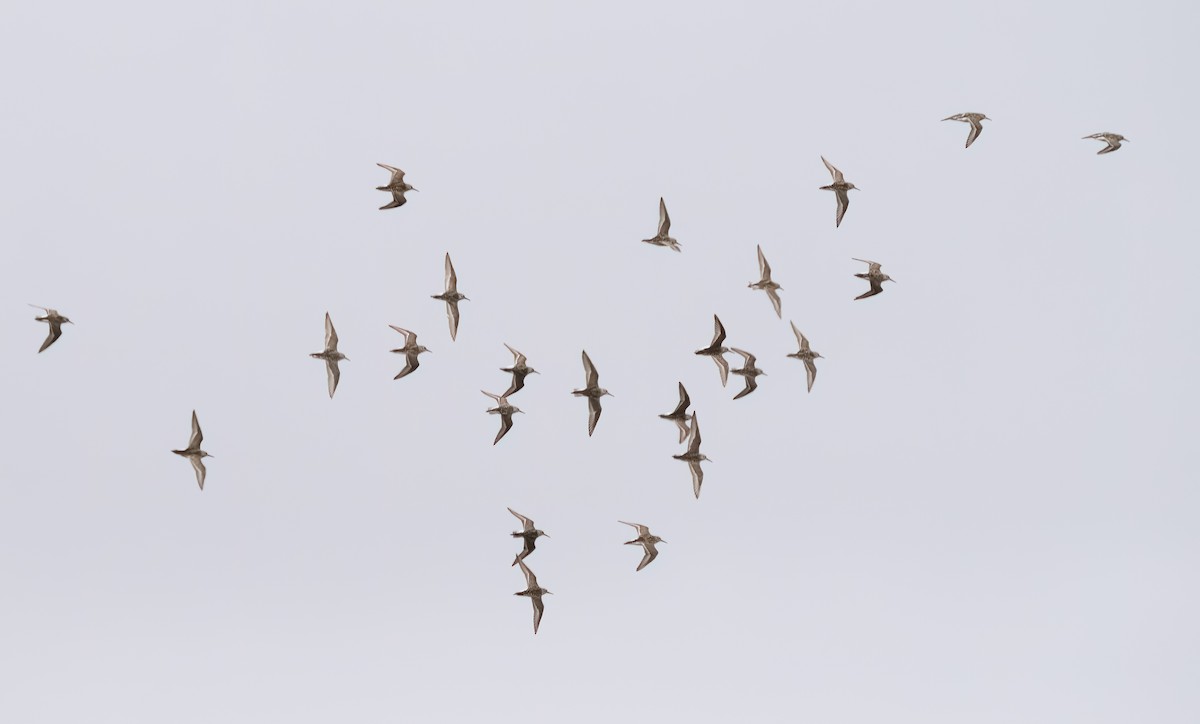 Western Sandpiper - ML592618241