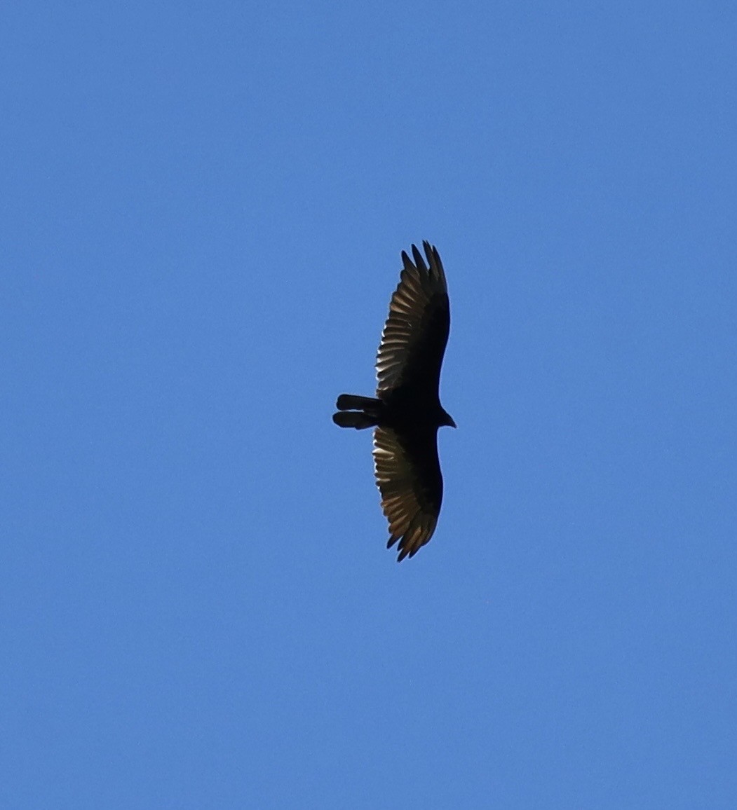 Turkey Vulture - ML592618971
