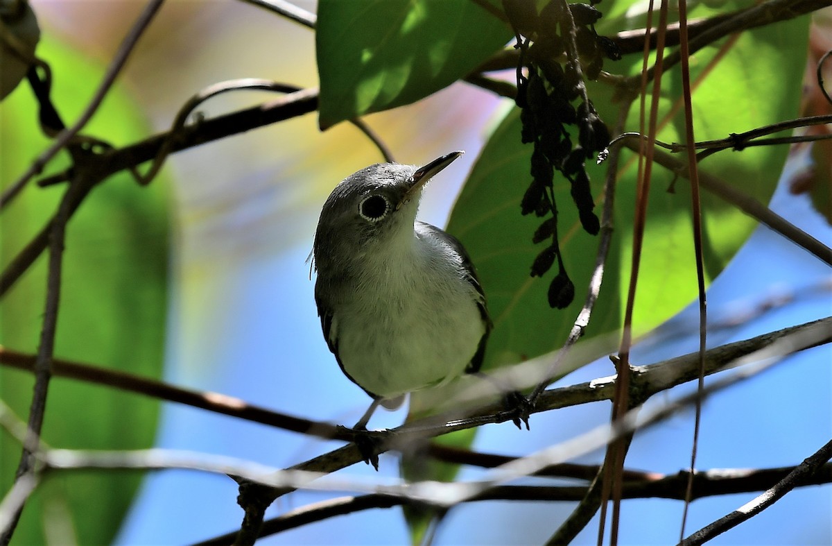 Blue-gray Gnatcatcher - ML592619341