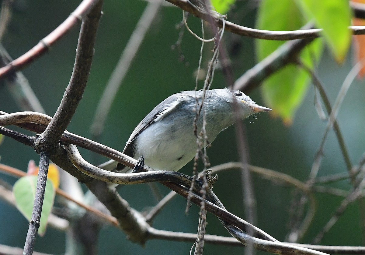 Blue-gray Gnatcatcher - ML592619351