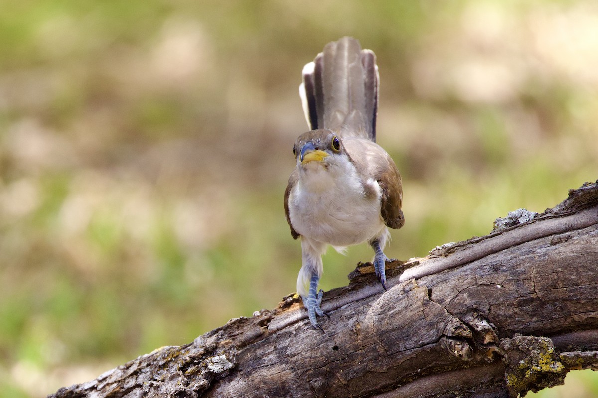 Yellow-billed Cuckoo - Gary Desormeaux