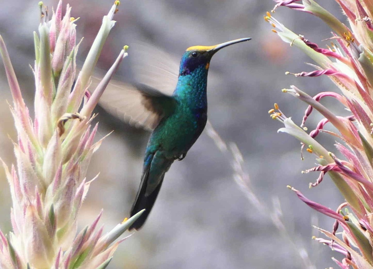 kolibřík modrolící - ML592620431