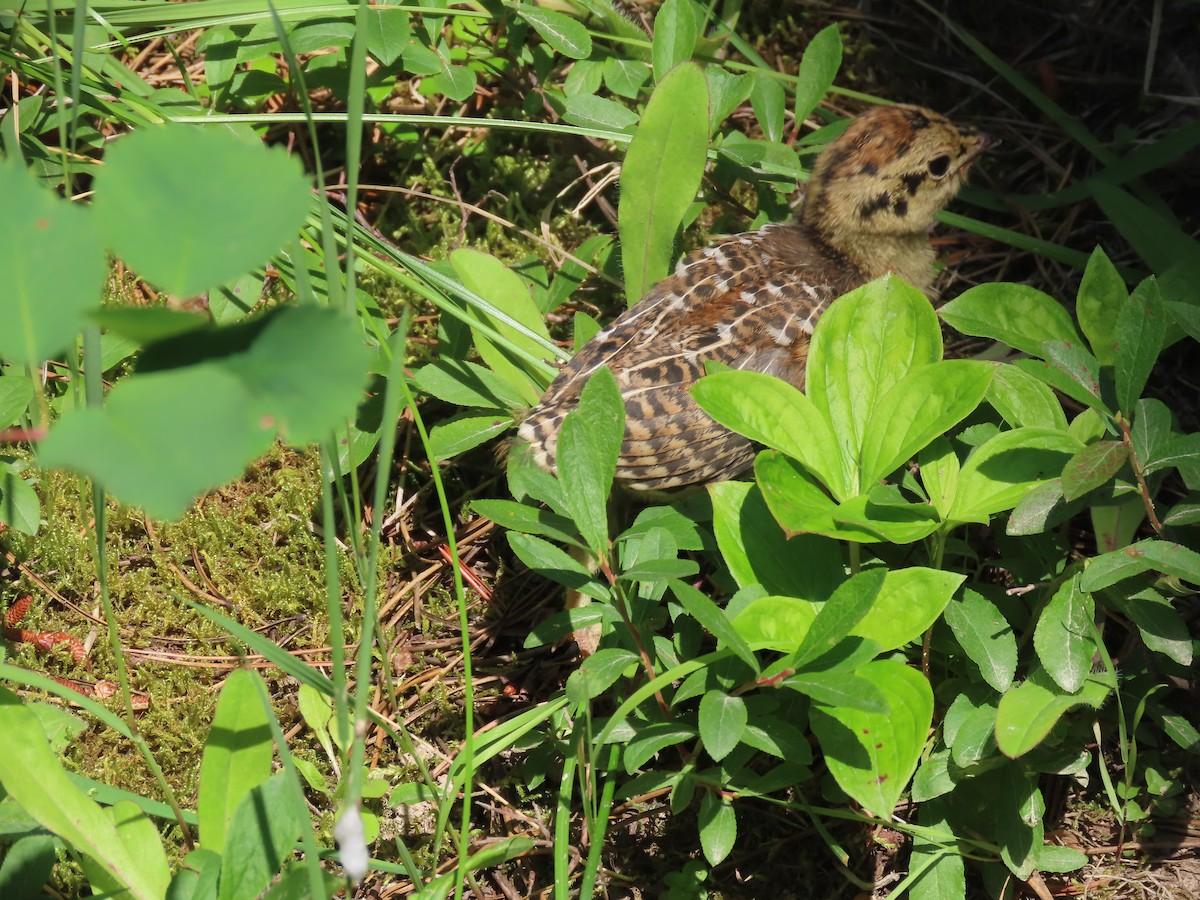 Spruce Grouse - Steve Gniadek