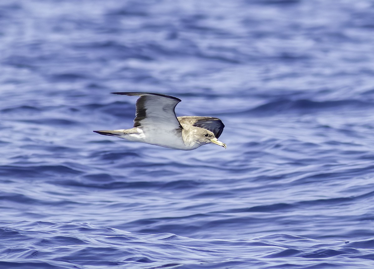 Cory's Shearwater - ML592620811