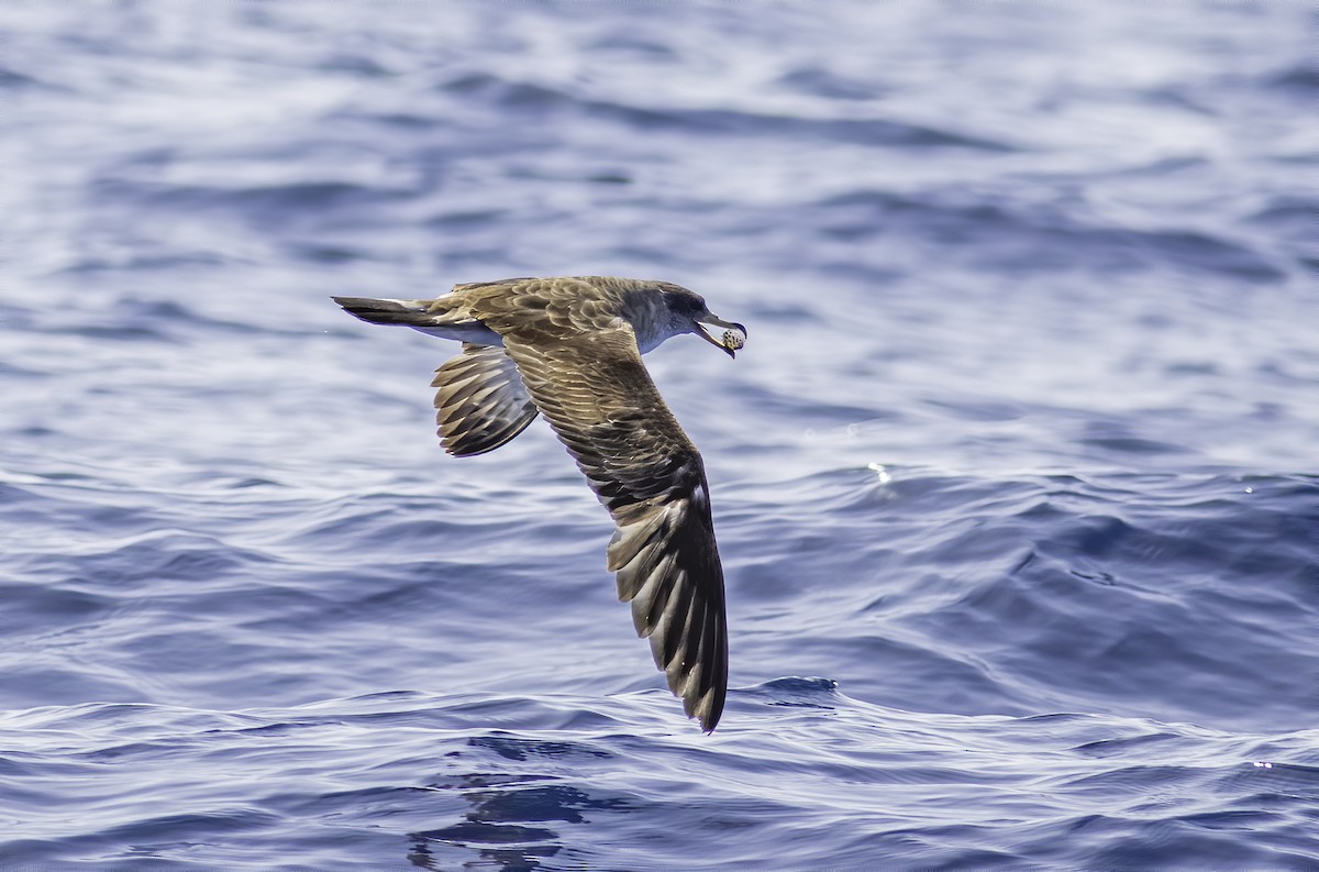 Cory's Shearwater - ML592620821