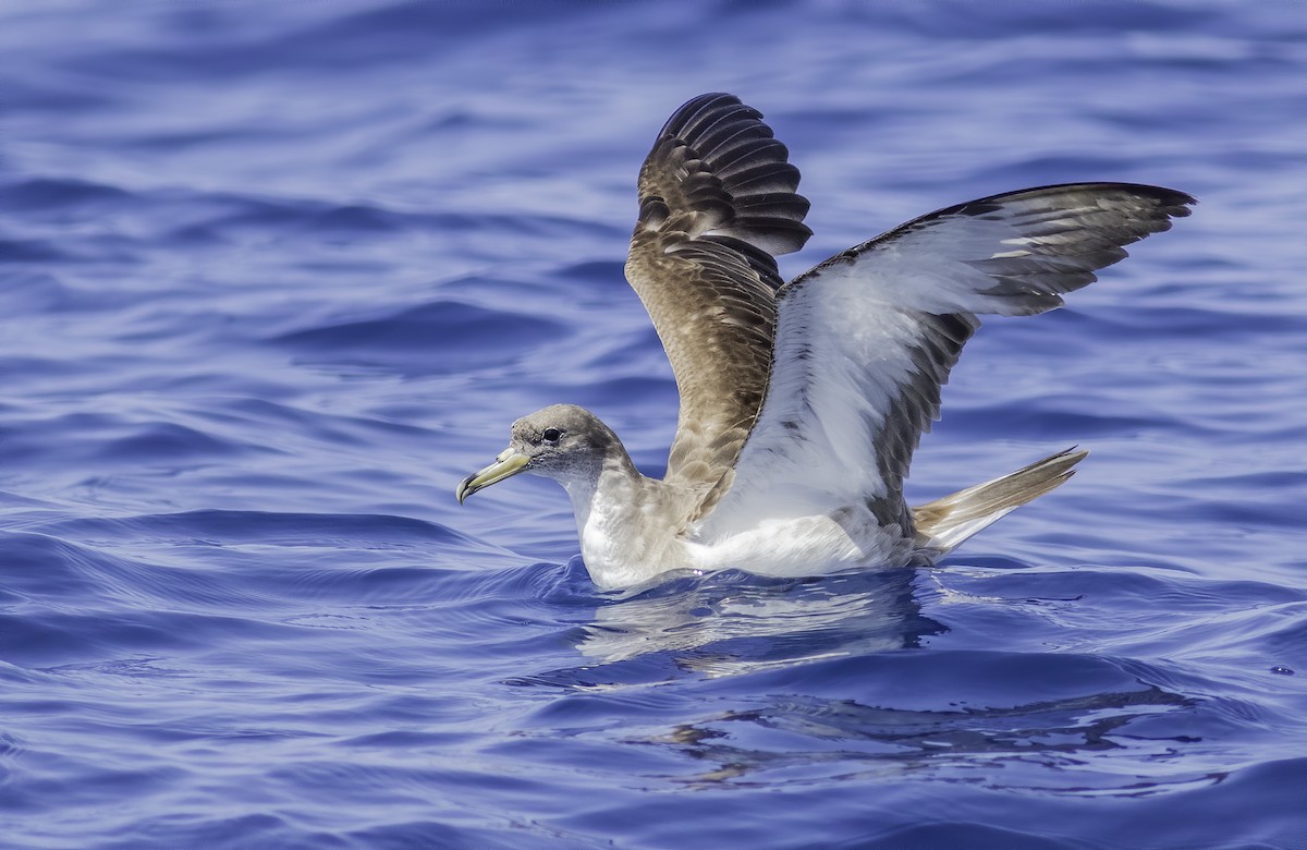 Cory's Shearwater - ML592620831