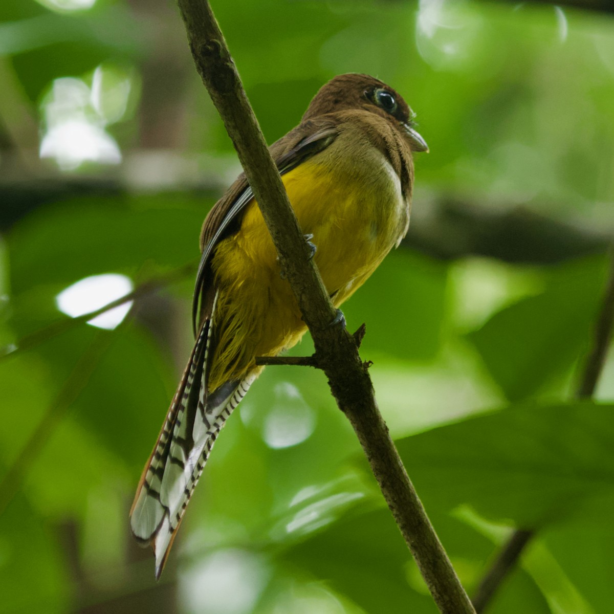 Northern Black-throated Trogon - Geoffrey Reeves