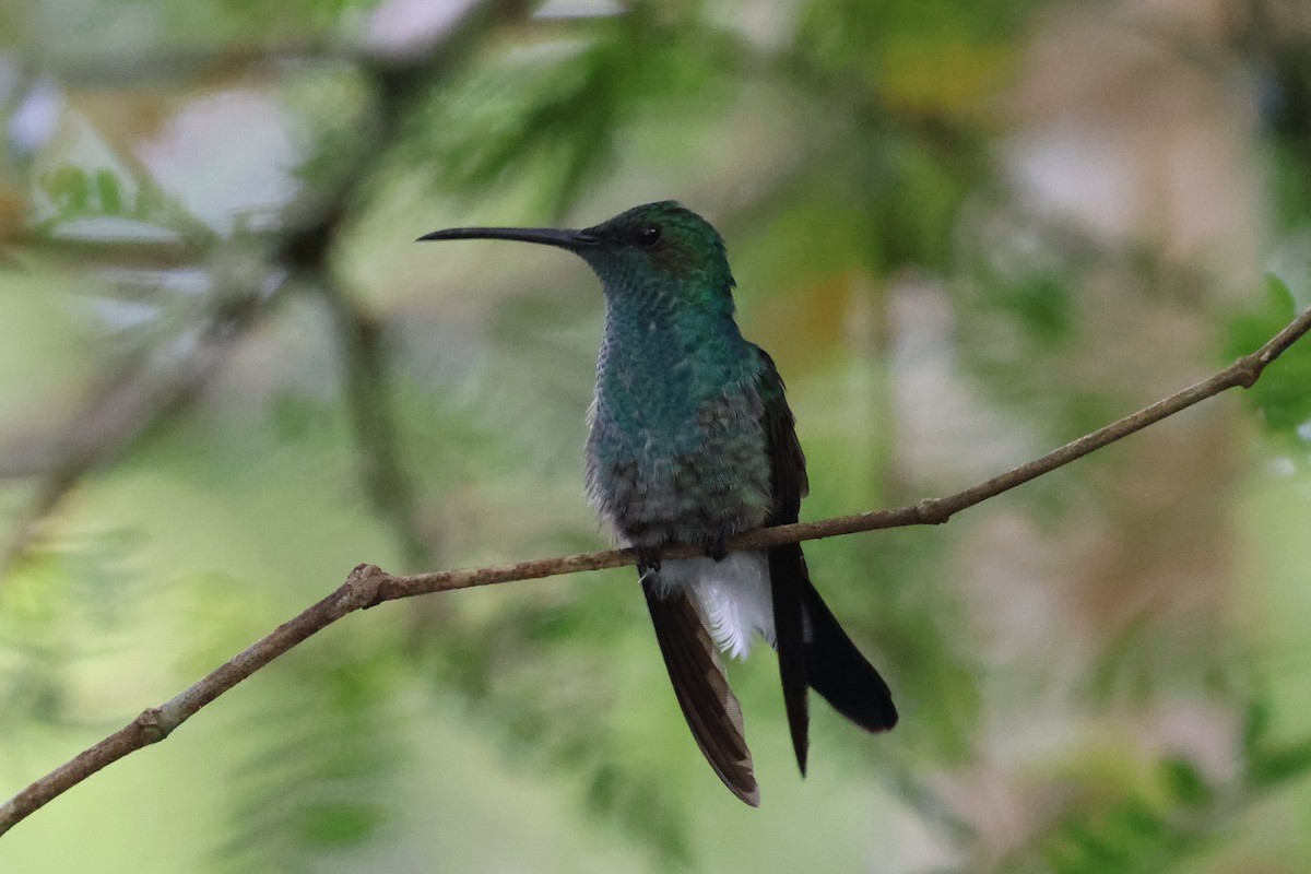 Blauschwanz-Buffonkolibri - ML592622091