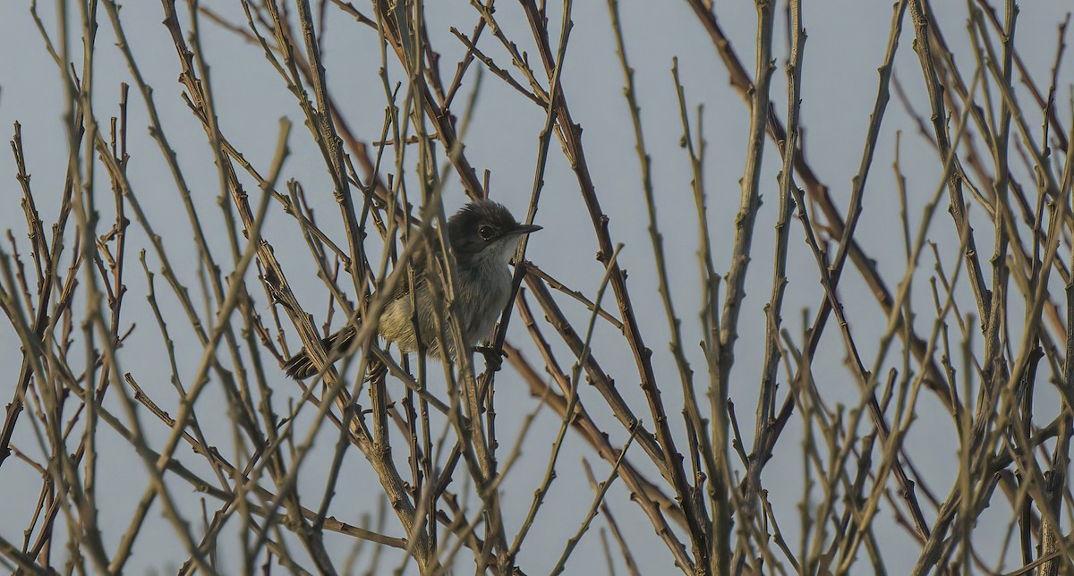 Sardinian Warbler - ML592622301