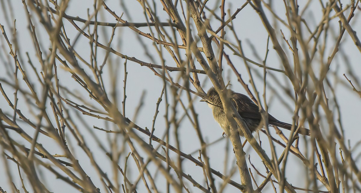 Sardinian Warbler - ML592622311