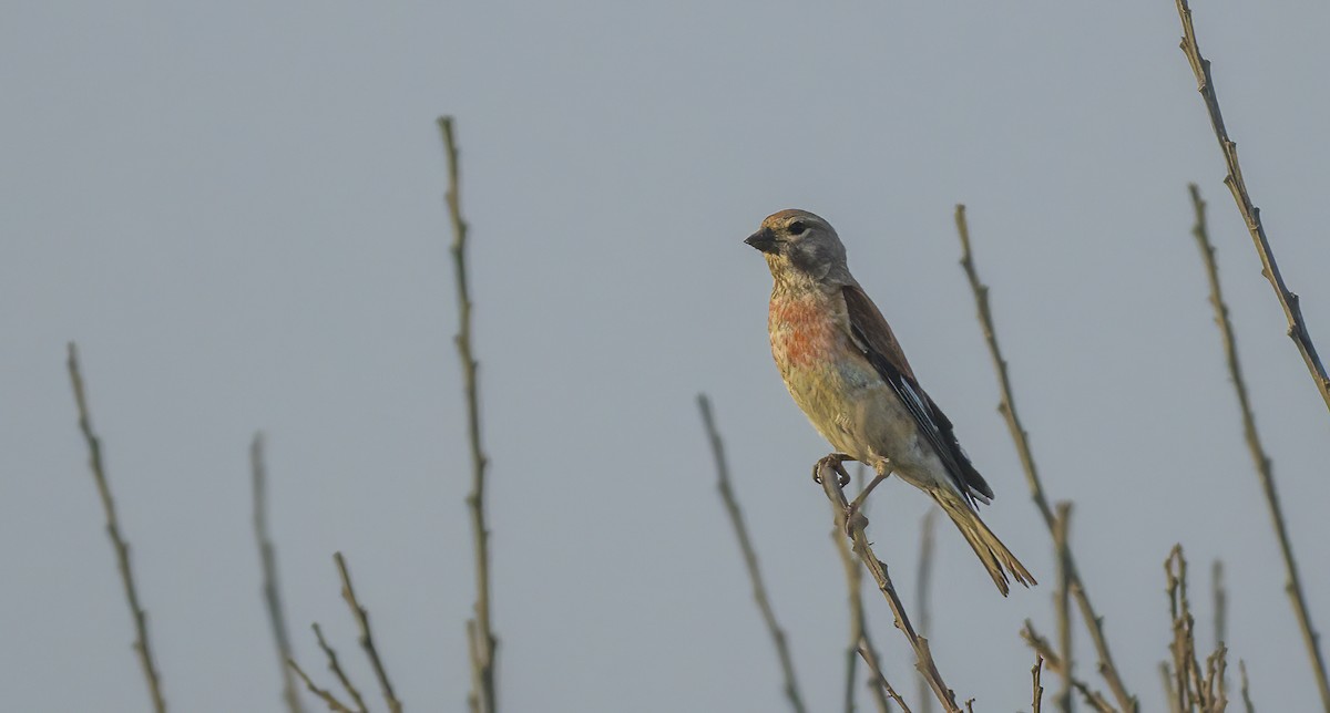 Eurasian Linnet - ML592622691