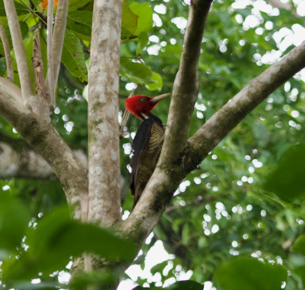 Pale-billed Woodpecker - Geoffrey Reeves