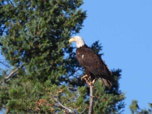 Bald Eagle - Kelly Wright