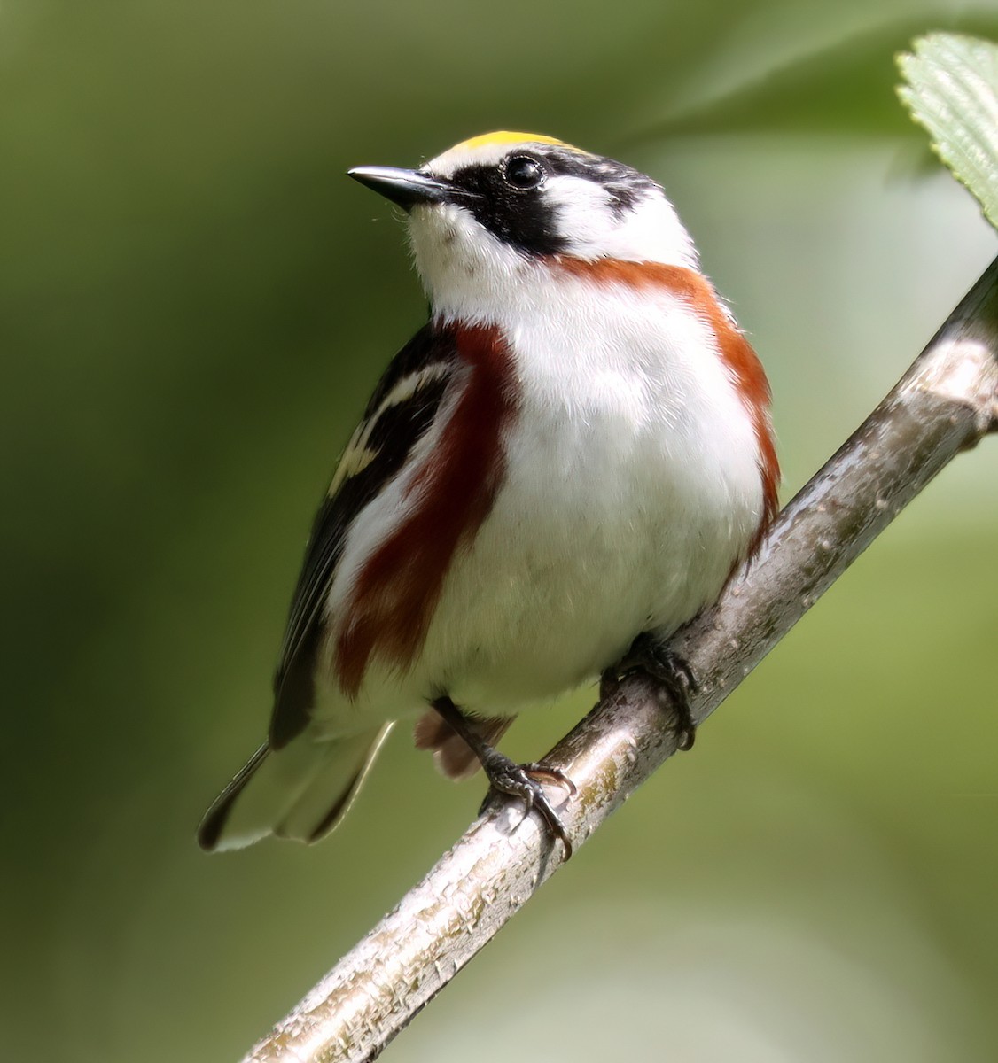 Chestnut-sided Warbler - ML592623501