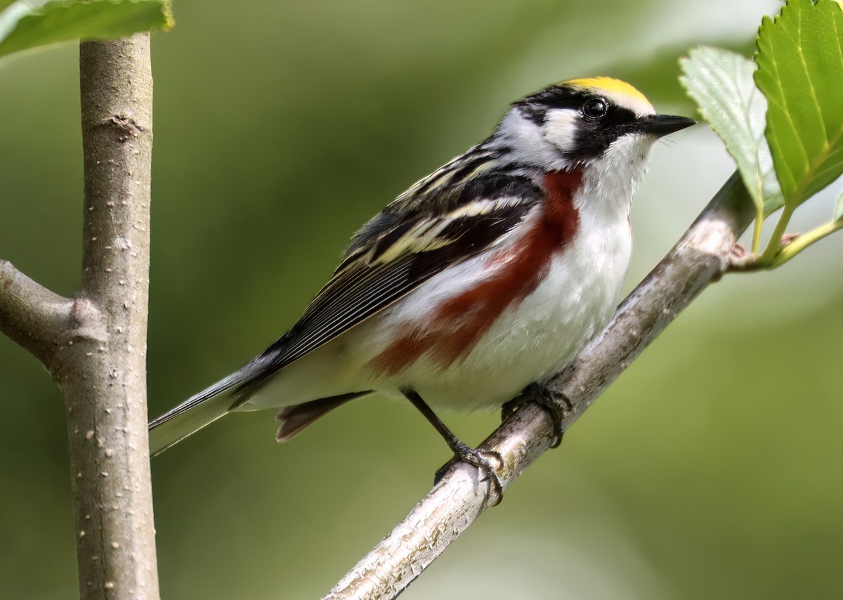 Chestnut-sided Warbler - ML592623511