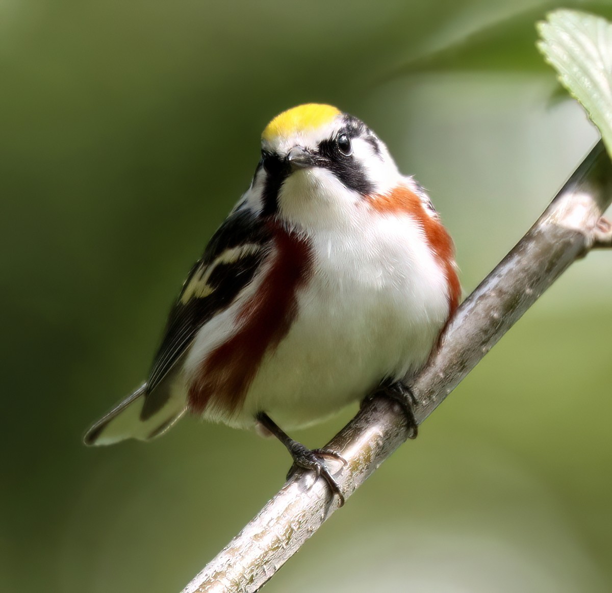 Chestnut-sided Warbler - ML592623521