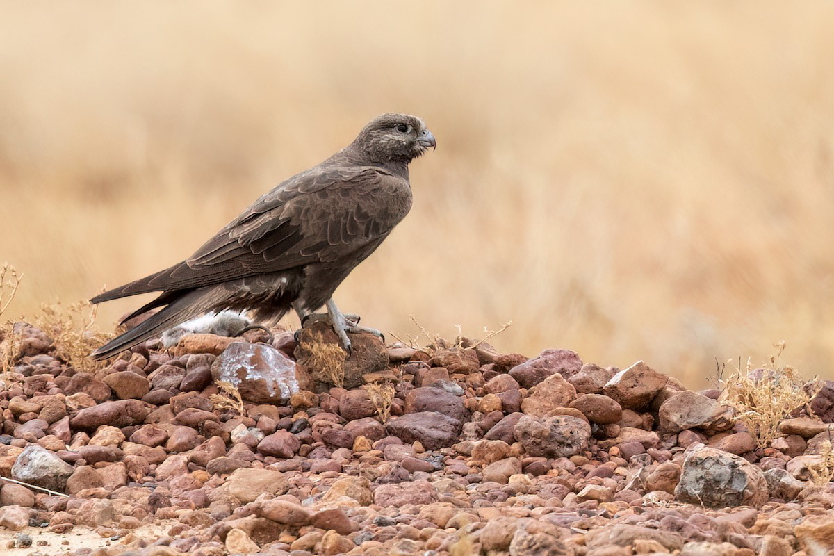 Black Falcon - David Irving