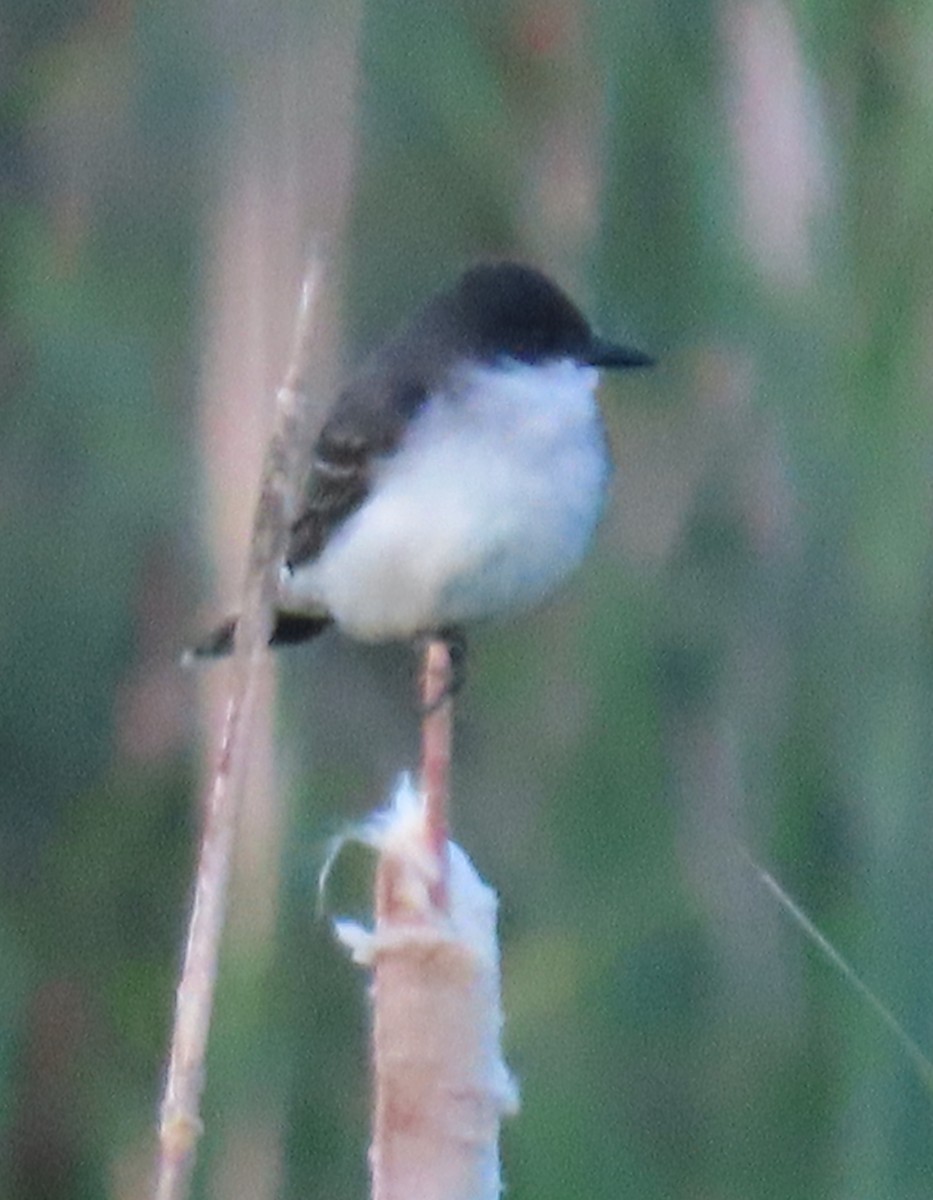 Eastern Kingbird - ML592624171