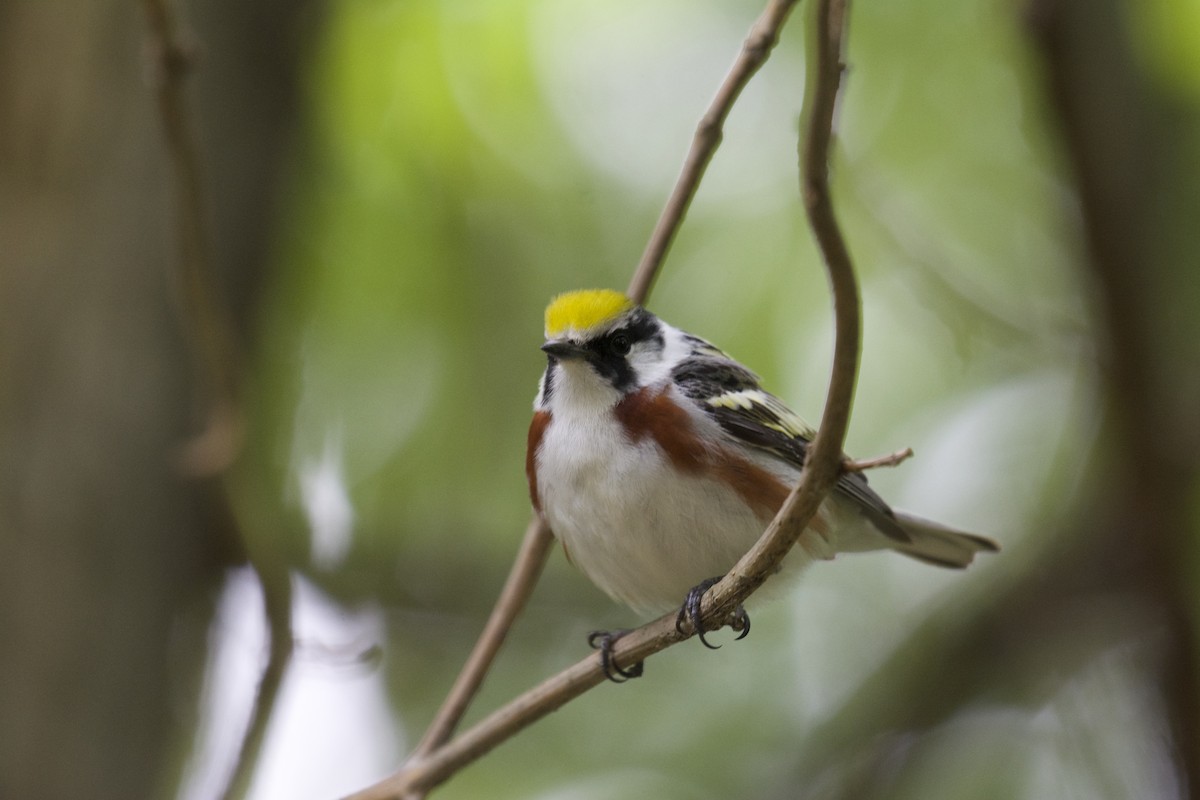 Chestnut-sided Warbler - Ben Davis