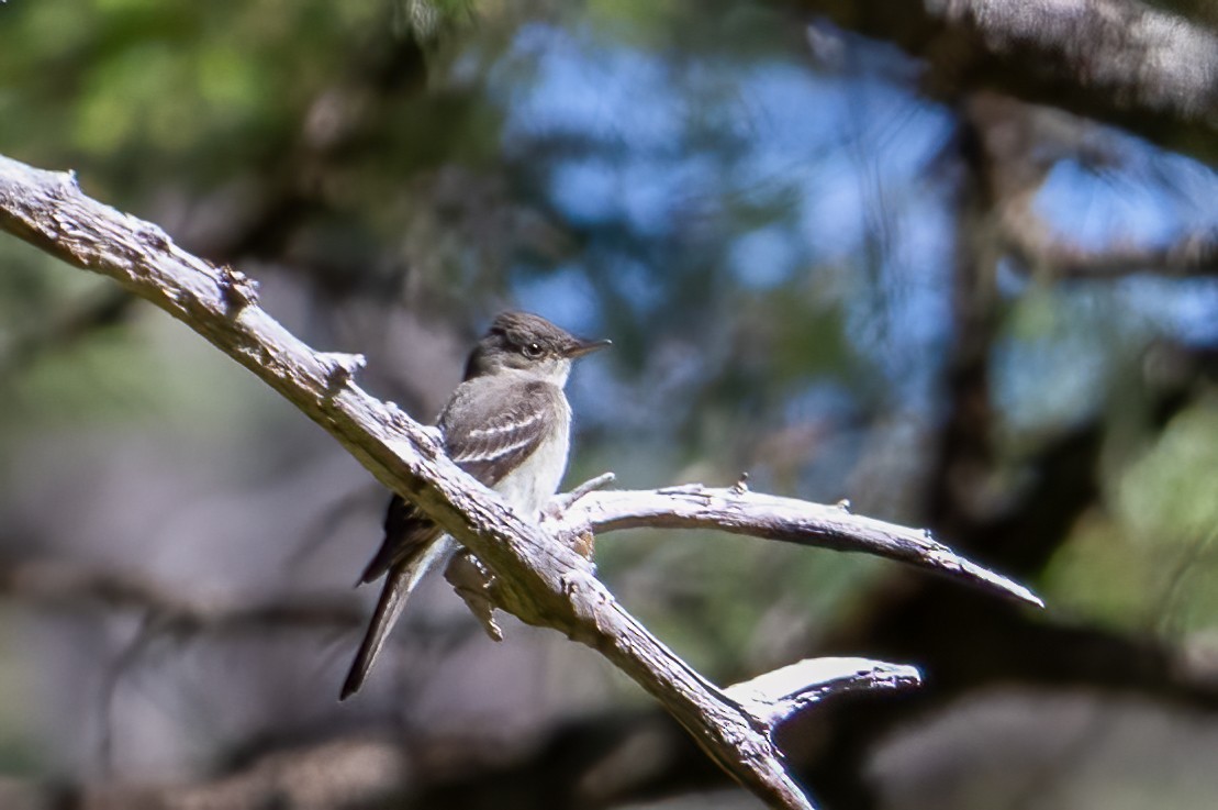 Eastern Wood-Pewee - ML592624671