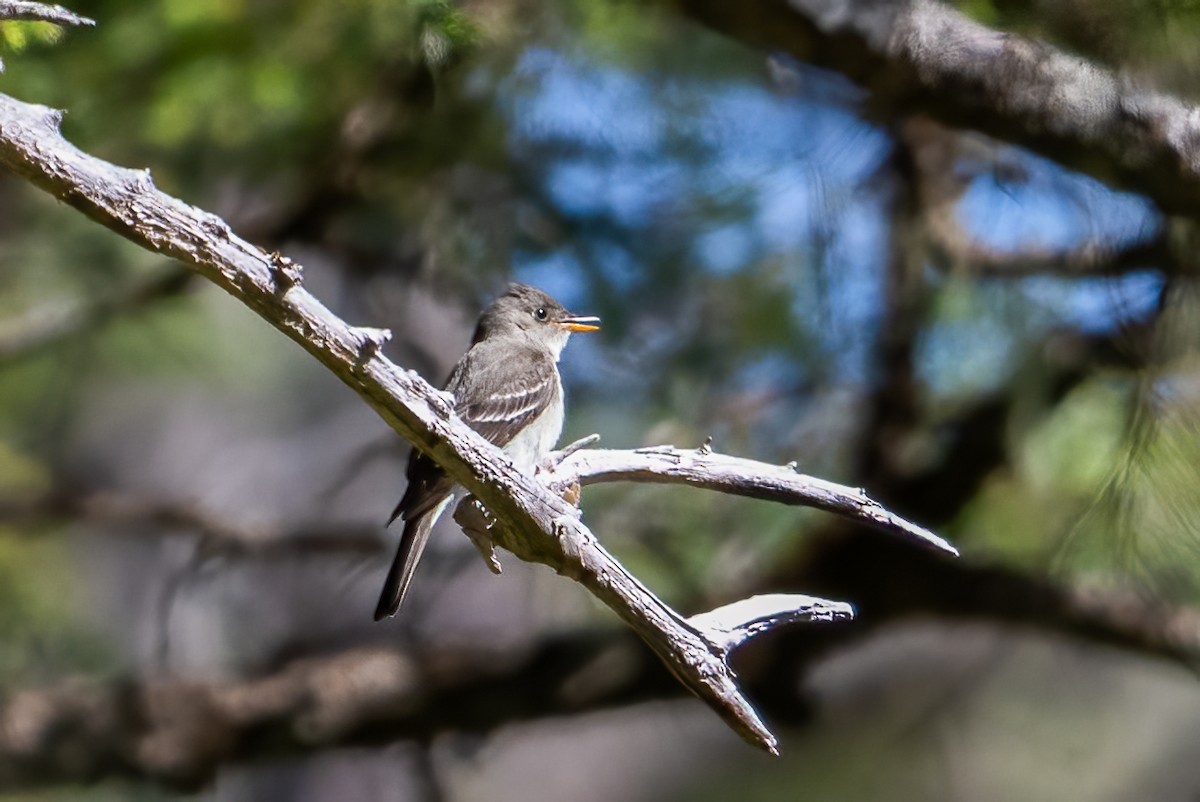 Eastern Wood-Pewee - ML592624681