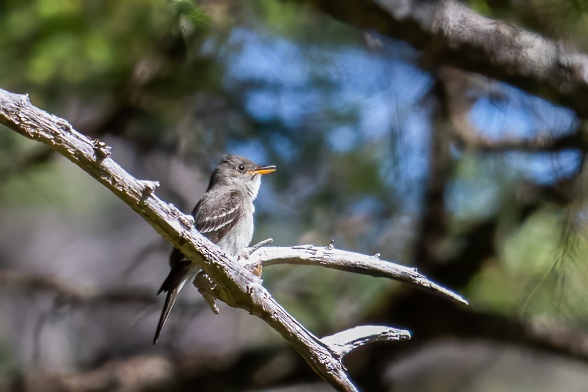 Eastern Wood-Pewee - ML592624691