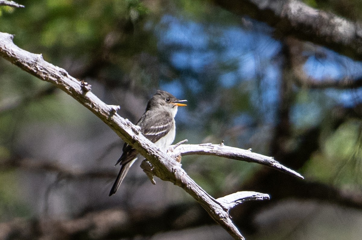 Eastern Wood-Pewee - ML592624701