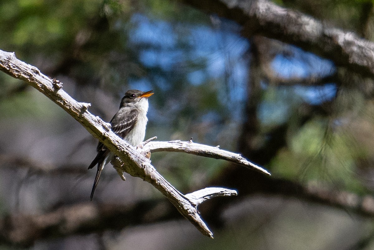 Hellbauch-Schnäppertyrann - ML592624711