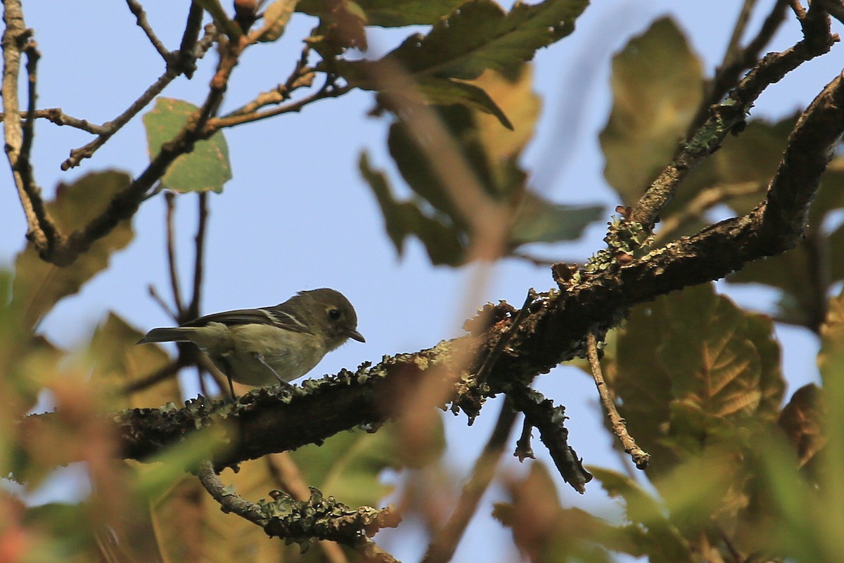 Hutton's Vireo - Tim Lenz