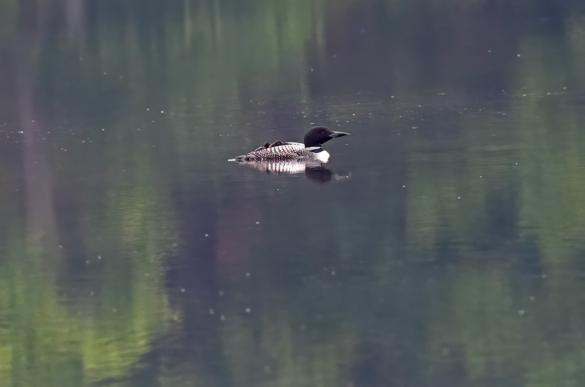 Common Loon - ML592626621