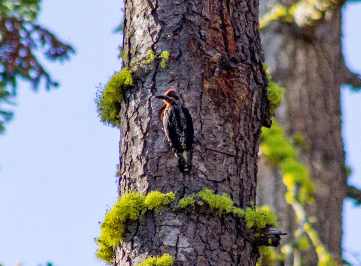 Red-naped x Red-breasted Sapsucker (hybrid) - ML592626761