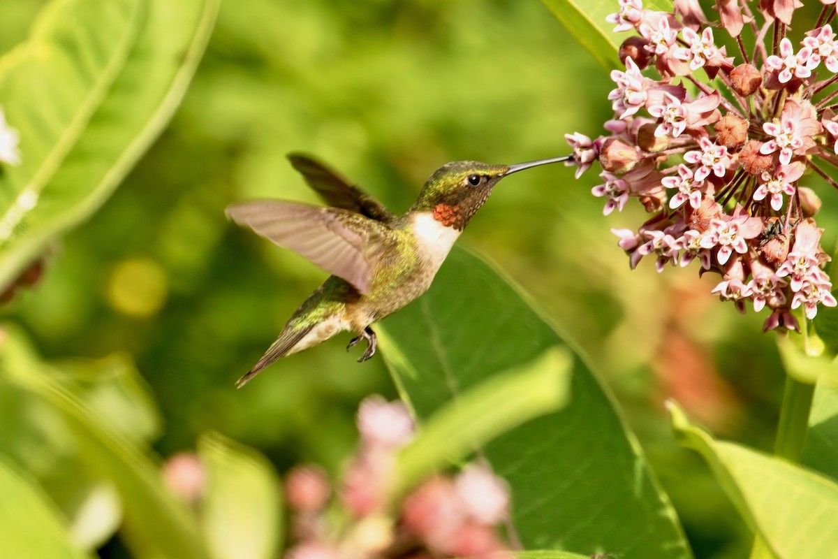 Ruby-throated Hummingbird - ML592626991