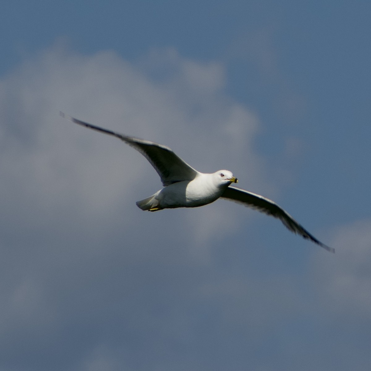 Ring-billed Gull - ML592628321