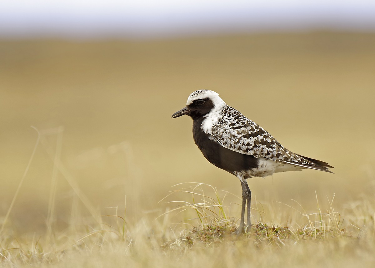Black-bellied Plover - Volkov Sergey