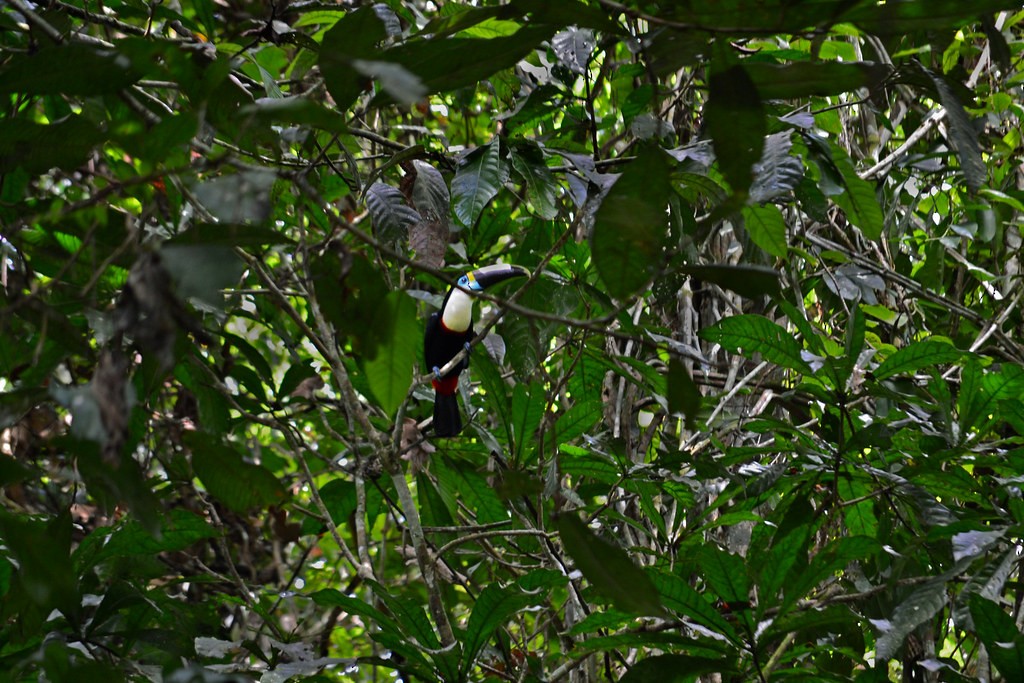 White-throated Toucan - Anonymous