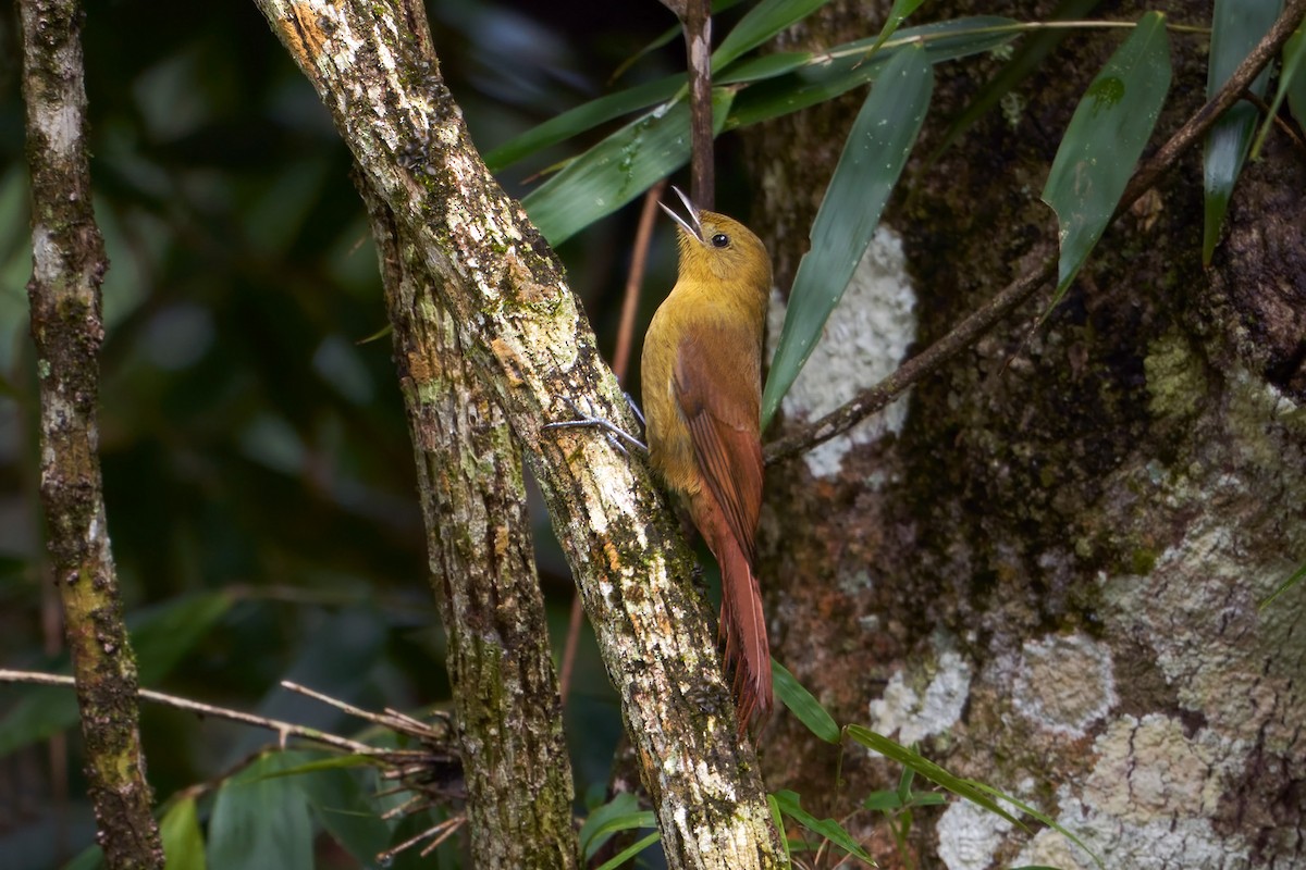 Olivaceous Woodcreeper - ML592629951