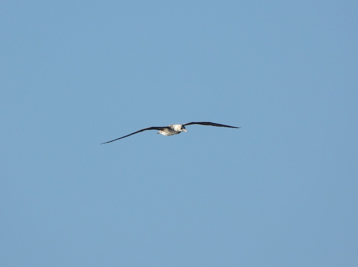 Australasian Gannet - Adrian Walsh