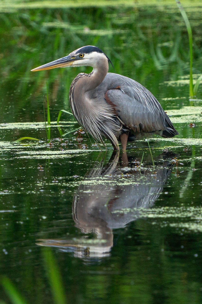 Garza Azulada - ML592630751