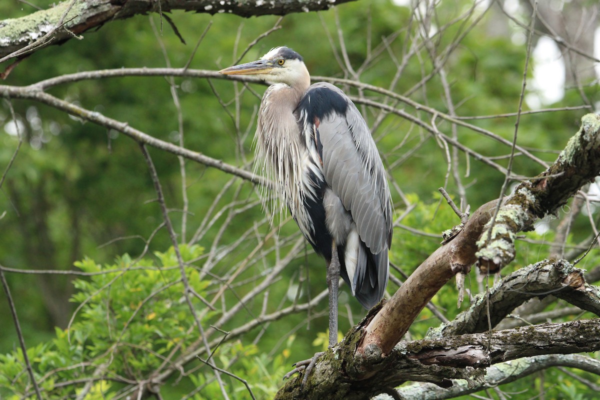 Great Blue Heron (Great Blue) - ML592630811