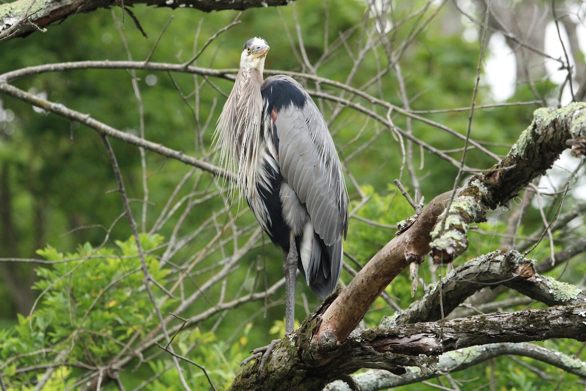 Great Blue Heron (Great Blue) - Keith Leonard