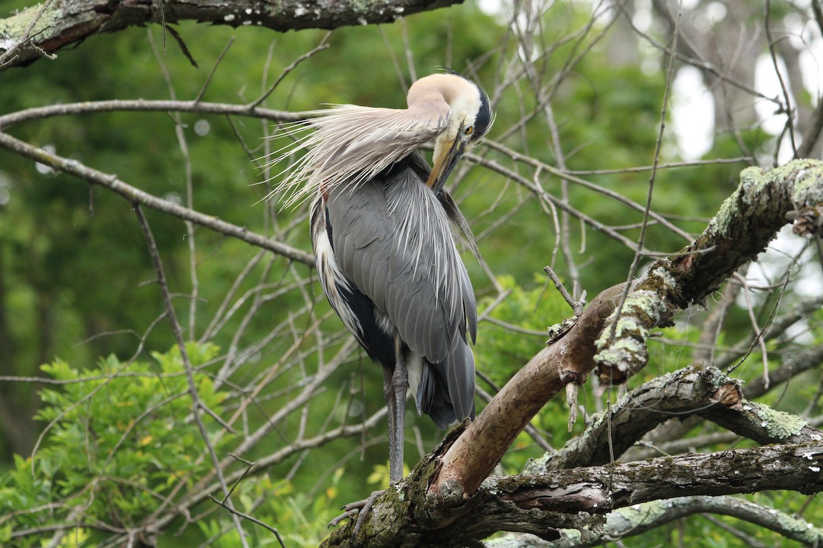 Great Blue Heron (Great Blue) - ML592631051