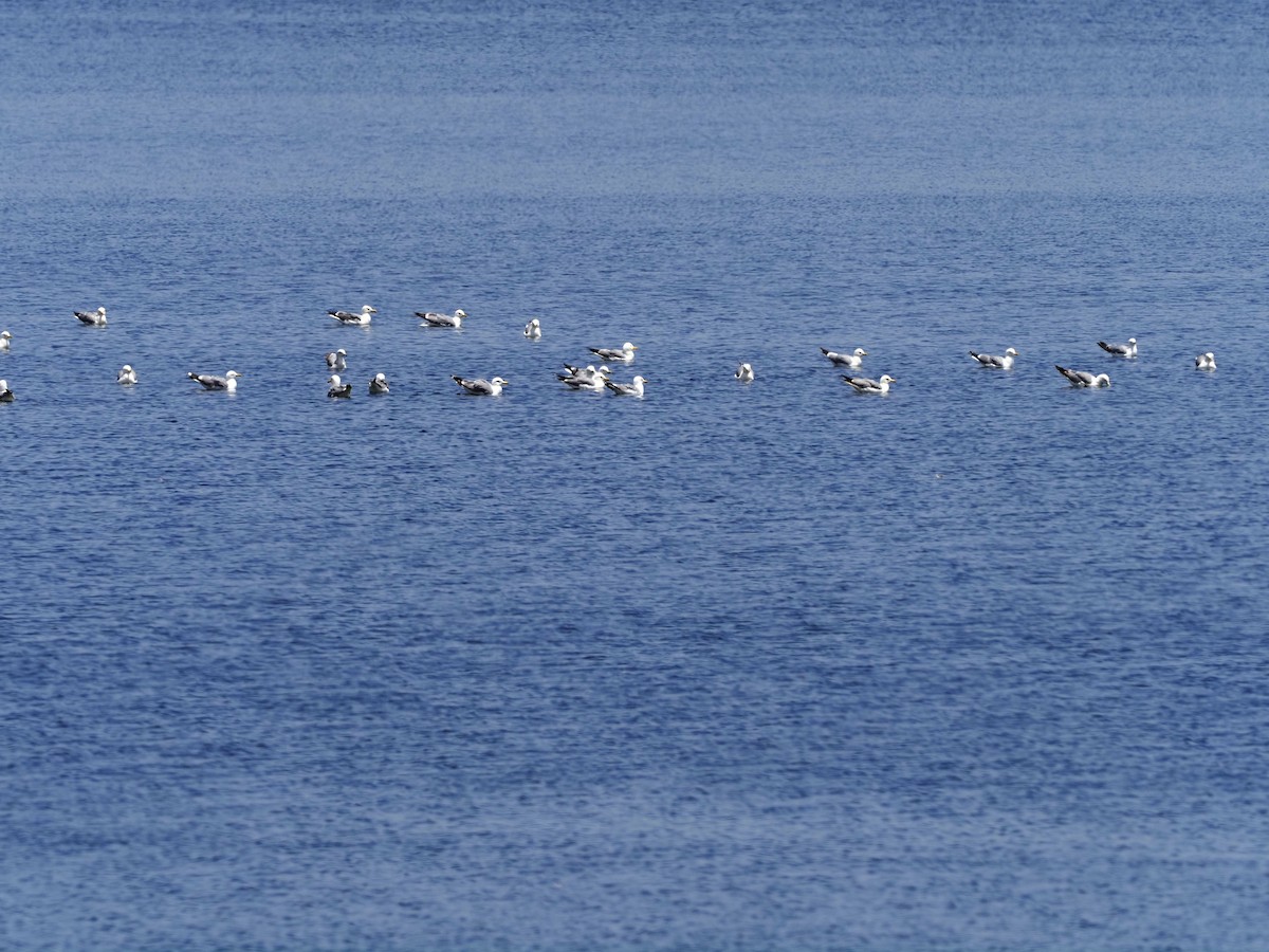 California Gull - ML592631121