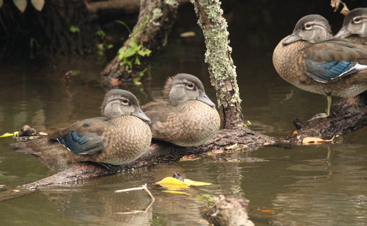 Wood Duck - ML592631201