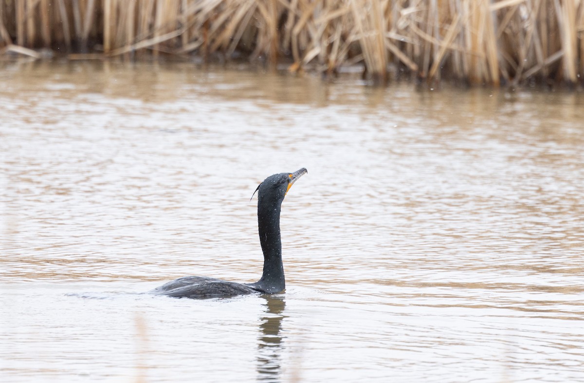 Double-crested Cormorant - ML592631241