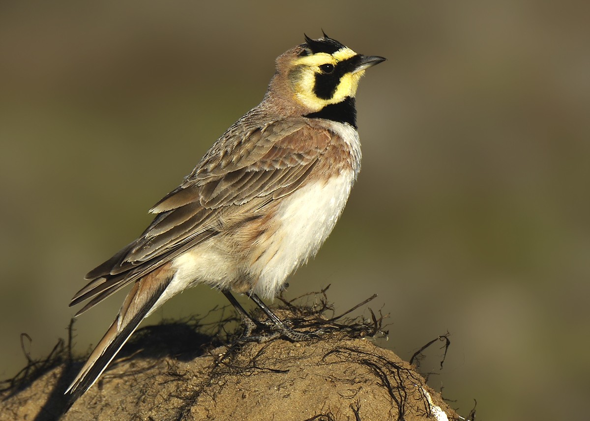 Horned Lark - ML592632181